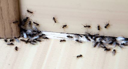 Residential Pest Control