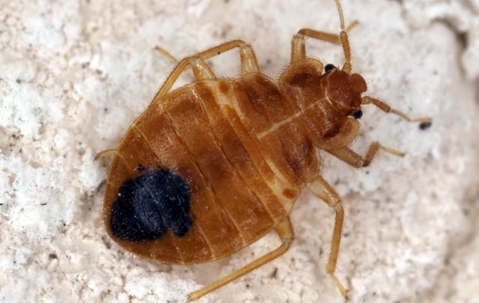close up of bed bug