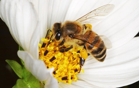 honey bee on white flower