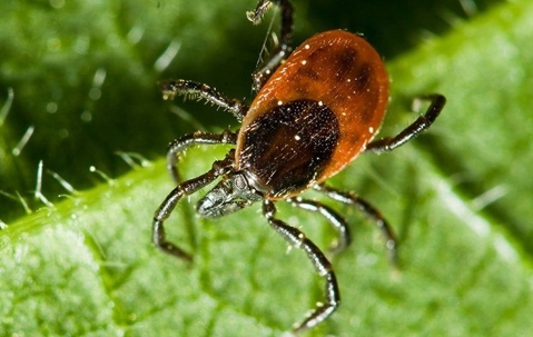 up close of tick on a green leaf