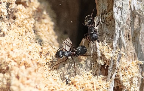 carpenter ant in saw dust