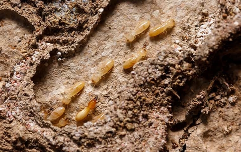 termites
