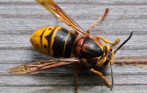 yellow hornet