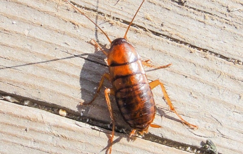 cockroach on wooden deck